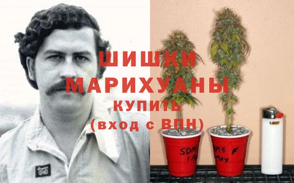 сатива Пролетарск